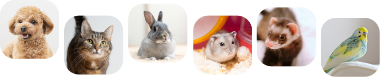 犬、猫、ウサギ、ハムスター、フェレット、鳥類の診療が可能です