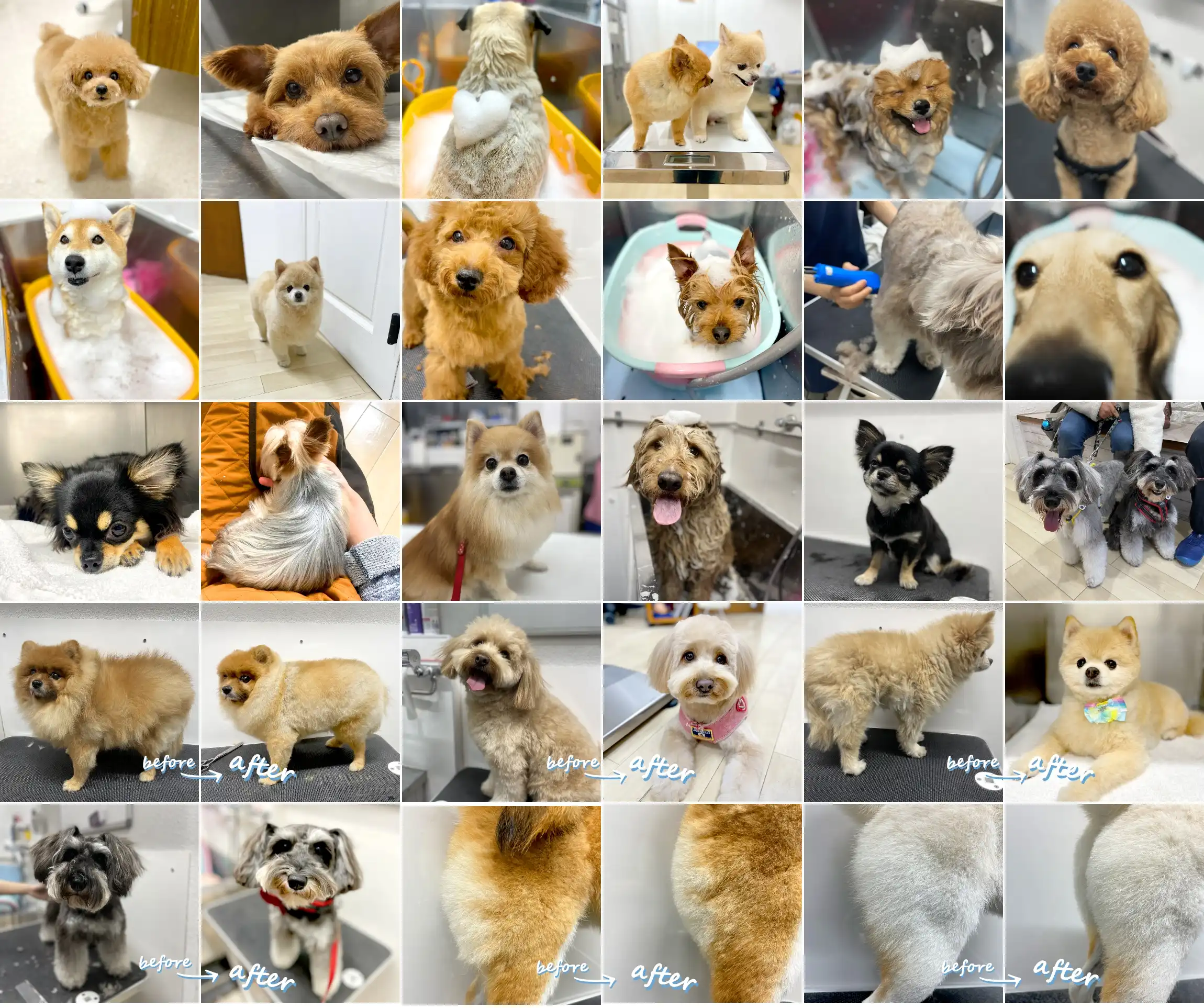 トリミングギャラリー